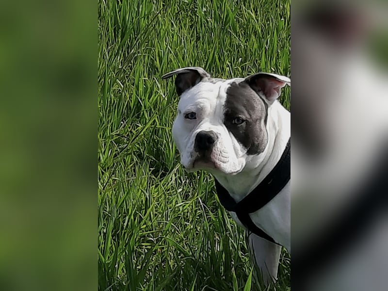Schweren Herzens suchen wir für unseren 5 jährigen American Pocket Bully Rüden ein neues, liebevolle