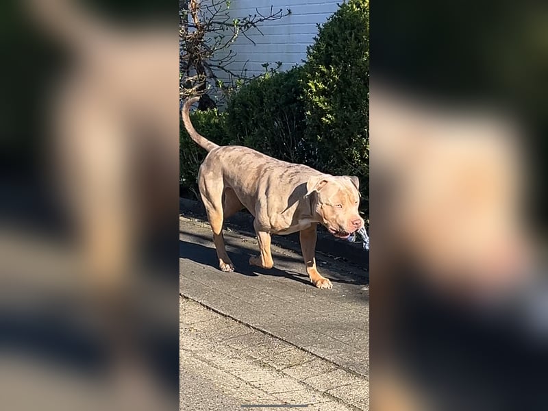 TOP XL DECKRÜDE American Bully Tricolor-Merle-Lilac ABKC