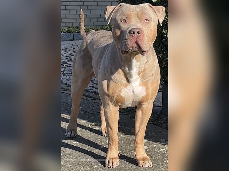 TOP XL DECKRÜDE American Bully Tricolor-Merle-Lilac ABKC