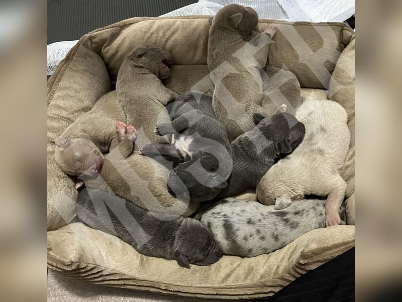 TOP XL DECKRÜDE American Bully Tricolor-Merle-Lilac ABKC