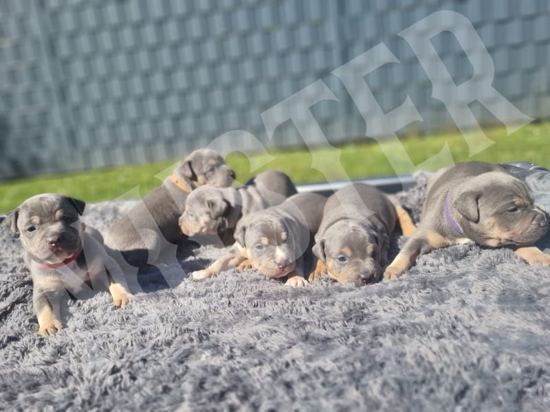 TOP XL DECKRÜDE American Bully Tricolor-Merle-Lilac ABKC