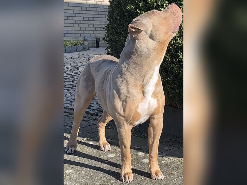 TOP XL DECKRÜDE American Bully Tricolor-Merle-Lilac ABKC