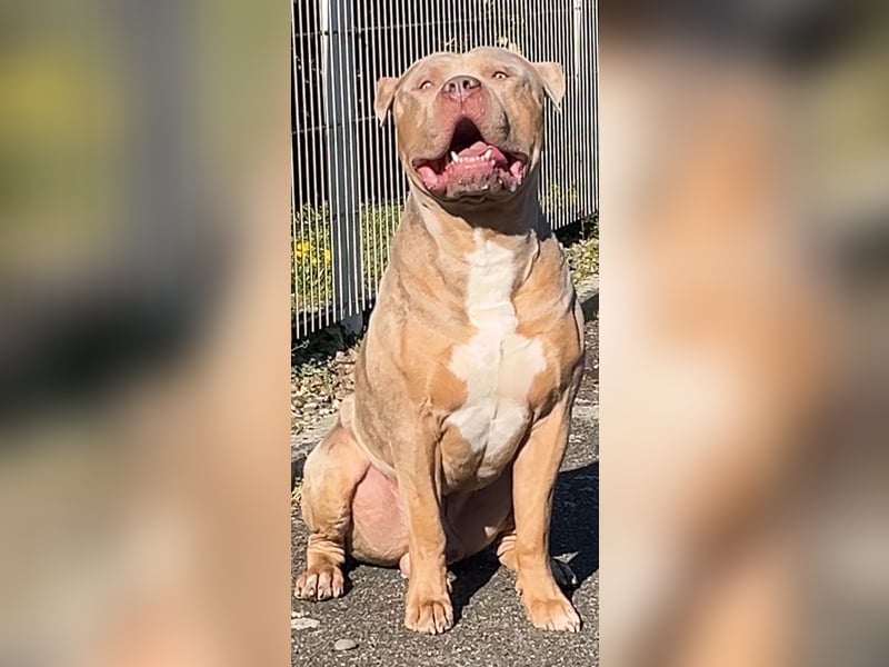 TOP XL DECKRÜDE American Bully Tricolor-Merle-Lilac ABKC