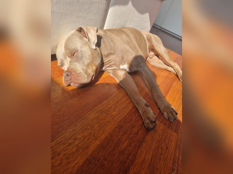 American Bully