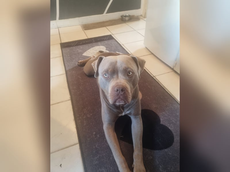 American Bully