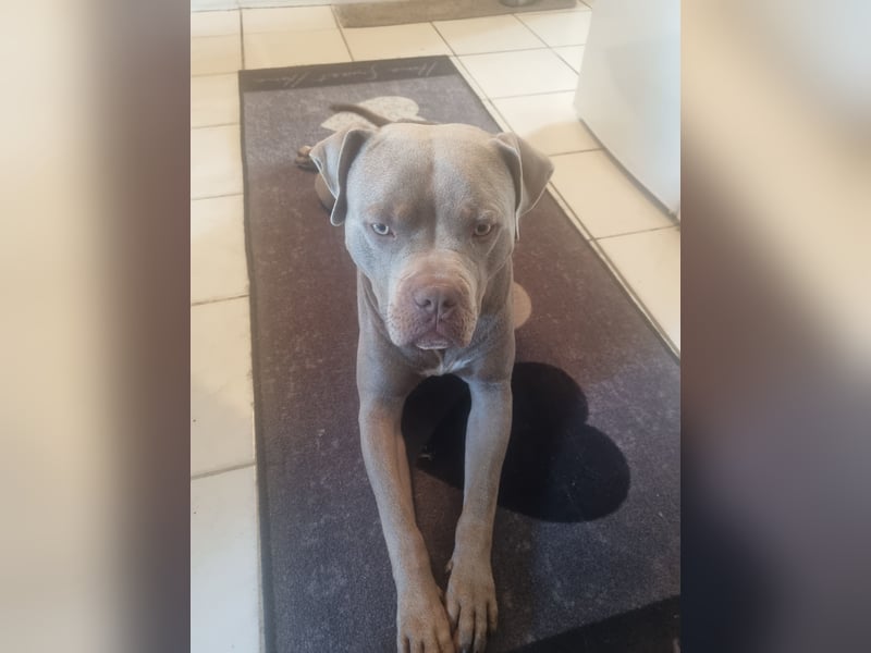 American Bully