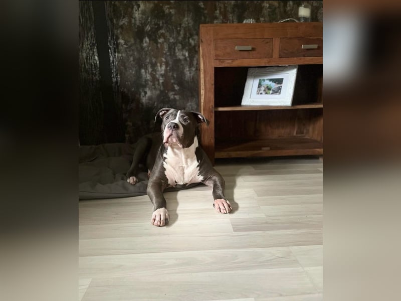 Ganz Lieber Bully sucht neues Zuhause