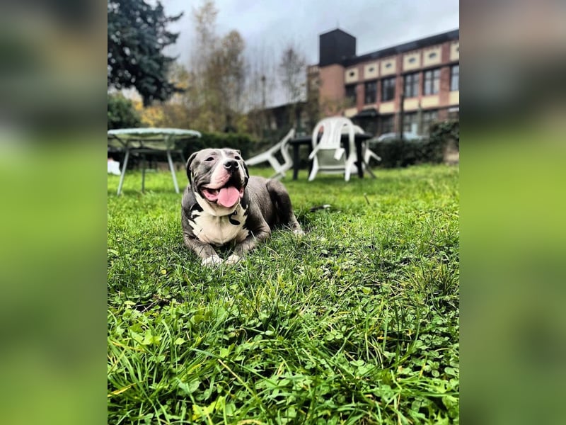 Ganz Lieber Bully sucht neues Zuhause