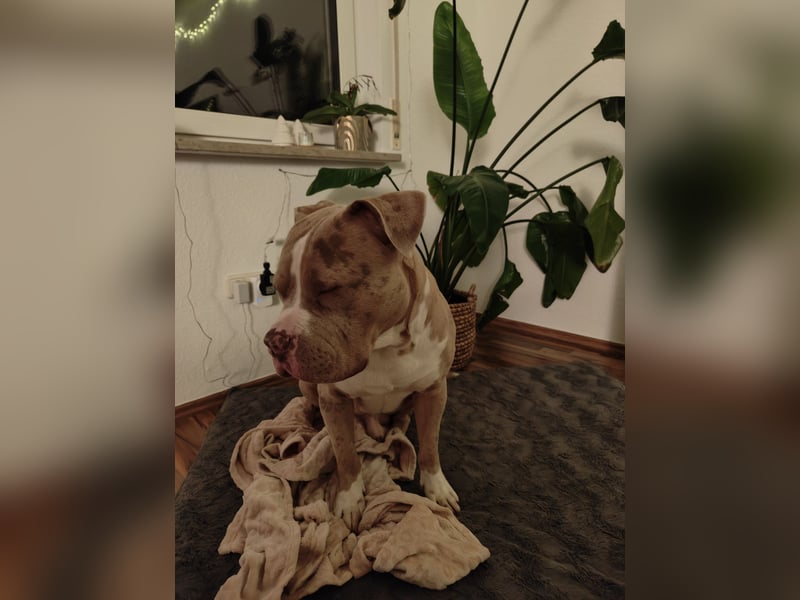 American Bully