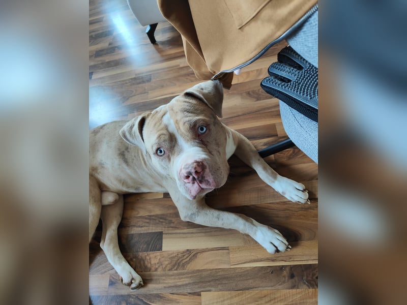 American Bully