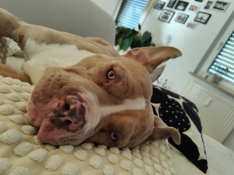 American Bully