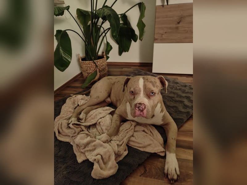 American Bully