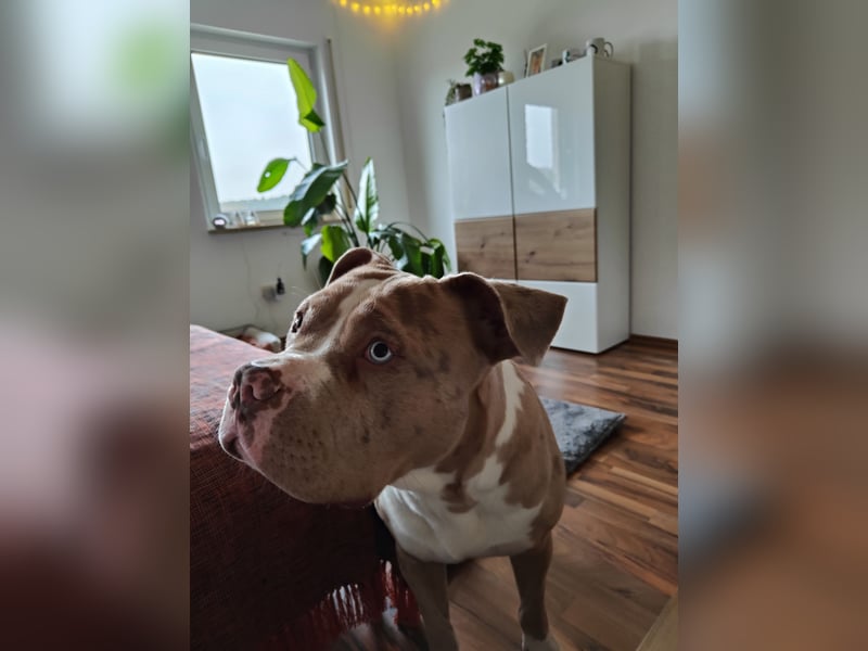 American Bully