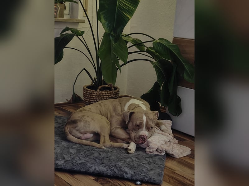 American Bully