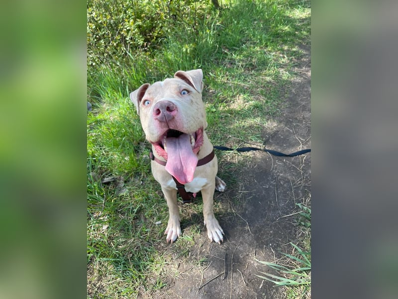 American Bully 2 Jahre