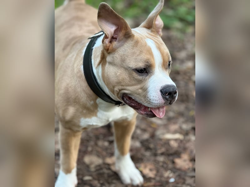American Bully Pocket-Merle 8Monate
