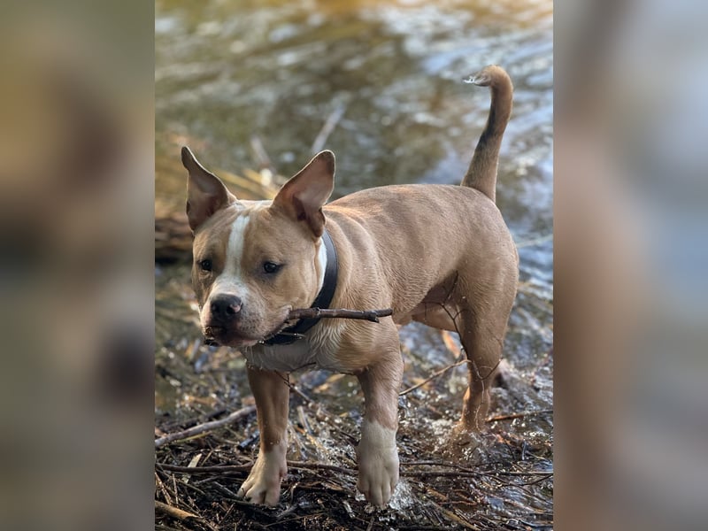 American Bully Pocket-Merle 8Monate