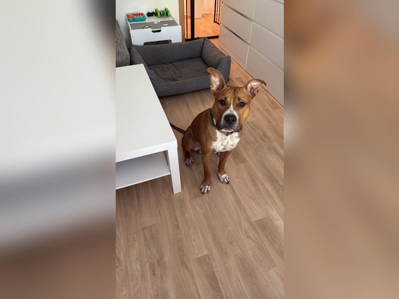 American Bully Rüde
