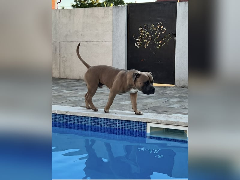American Bully Standard