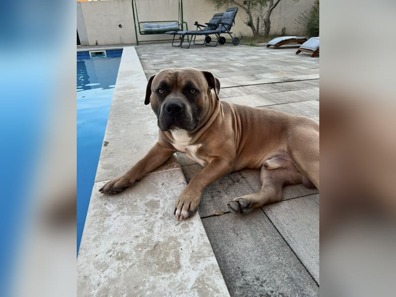 American Bully Standard