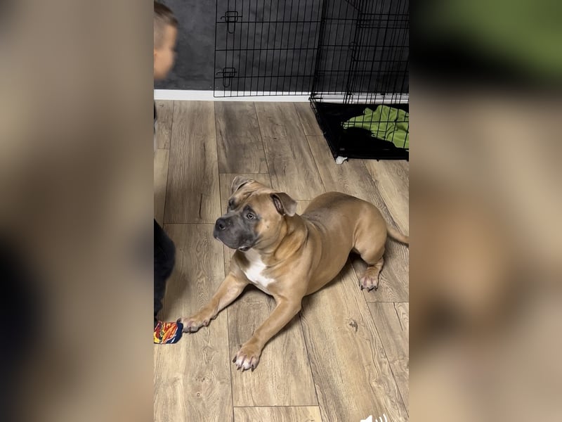 American Bully Standard