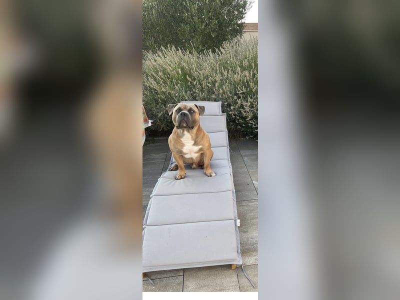 American Bully Standard