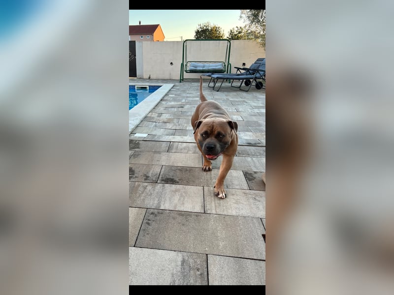 American Bully Standard