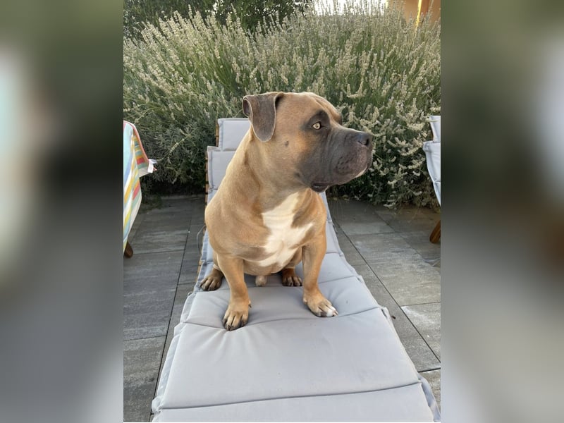 American Bully Standard