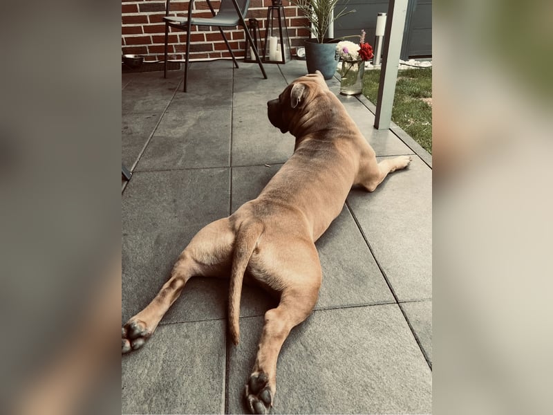 American Bully Standard