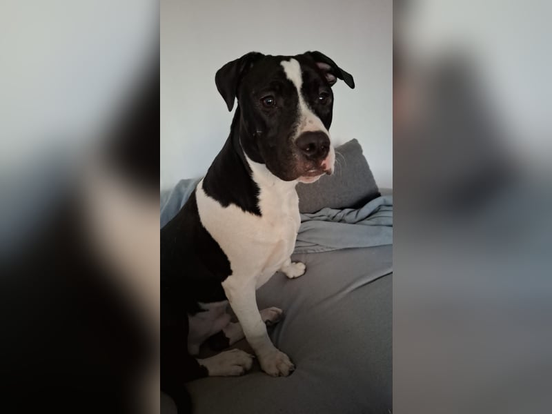 American Bully