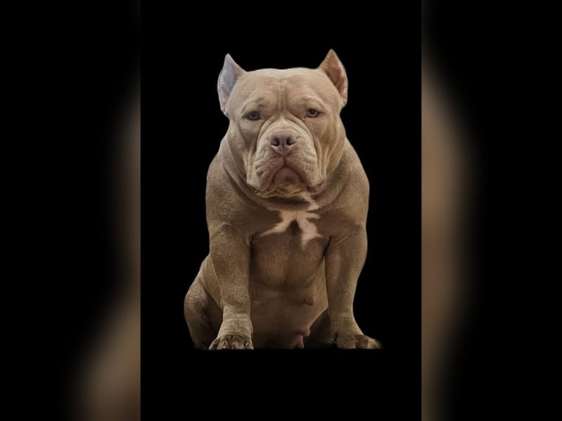American Pocket Bully
