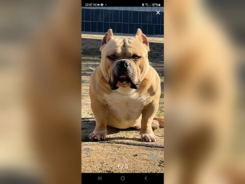 American Pocket Bully