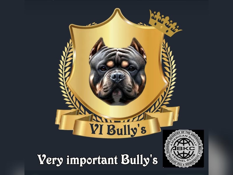 American Pocket Bully