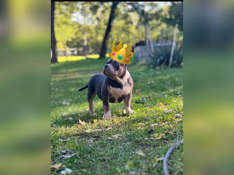 American Bully Pocket Rüde