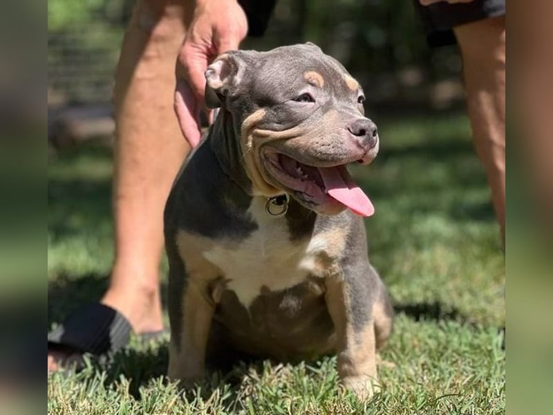 American Bully Pocket Rüde