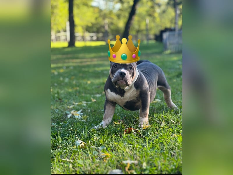 American Bully Pocket Rüde