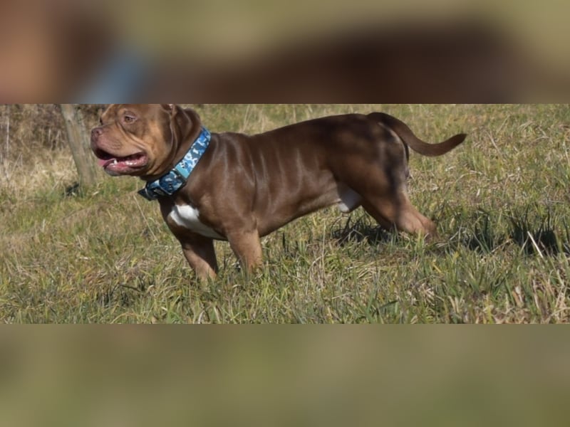 American Bully Deckrüde
