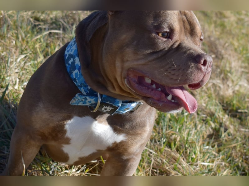 American Bully Deckrüde