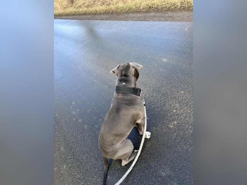 American Bully Blueline