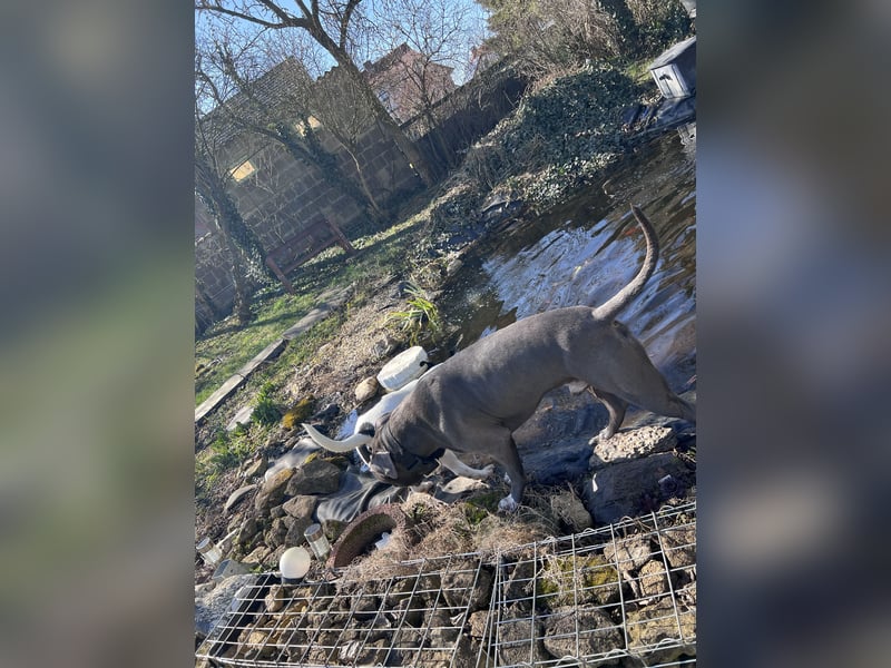 American Bully Blueline