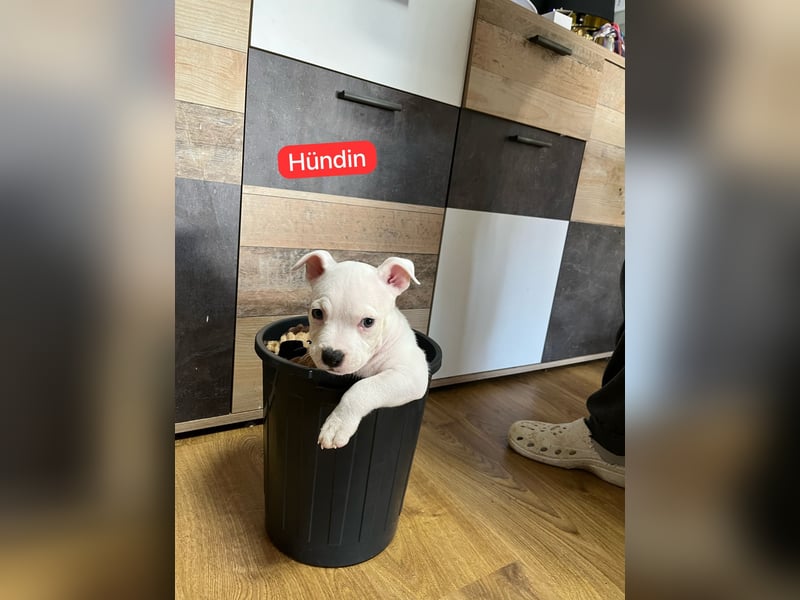 American Pocket Bully der  Extraklasse Very important Bully's    ( Über unsere Hunde )  Unsere Tiere