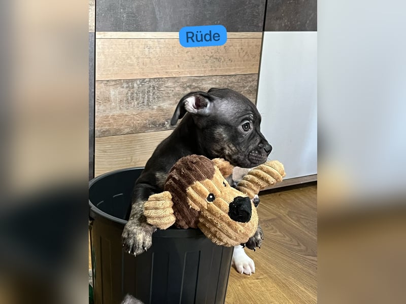 American Pocket Bully der  Extraklasse Very important Bully's    ( Über unsere Hunde )  Unsere Tiere