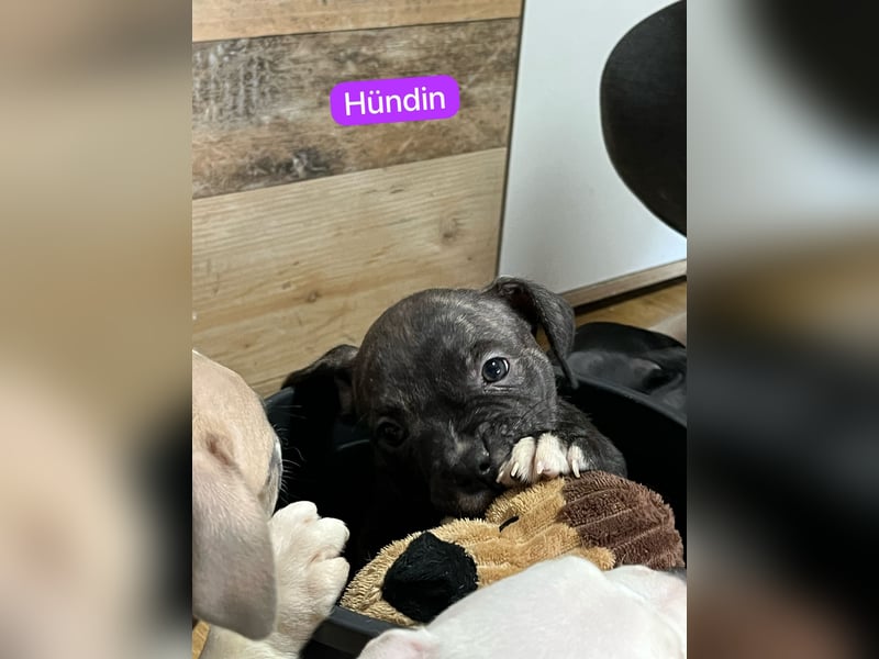 American Pocket Bully der  Extraklasse Very important Bully's    ( Über unsere Hunde )  Unsere Tiere