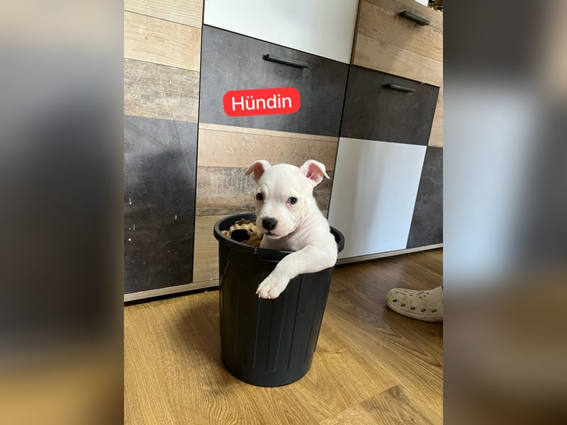 American Pocket Bully der  Extraklasse Very important Bully's    ( Über unsere Hunde )  Unsere Tiere