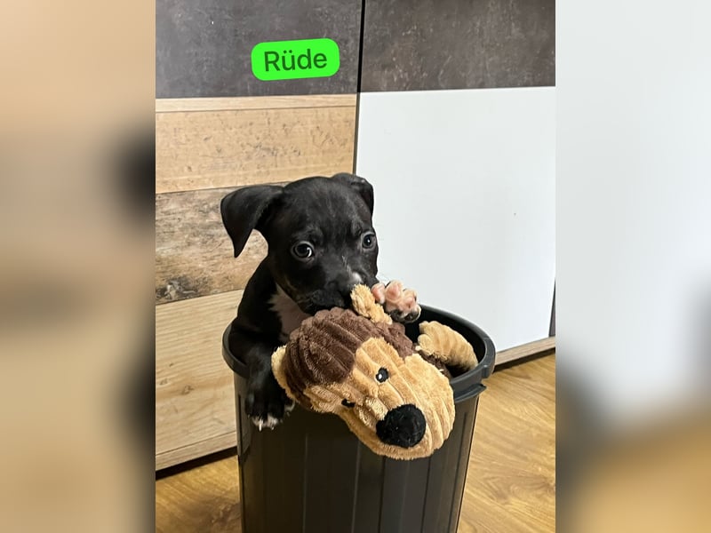 American Pocket Bully der  Extraklasse Very important Bully's    ( Über unsere Hunde )  Unsere Tiere