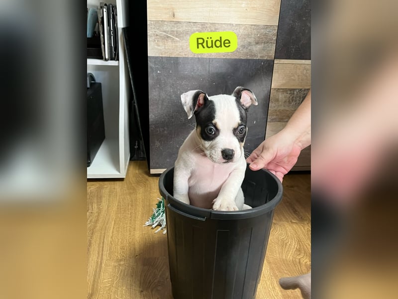 American Pocket Bully der  Extraklasse Very important Bully's    ( Über unsere Hunde )  Unsere Tiere