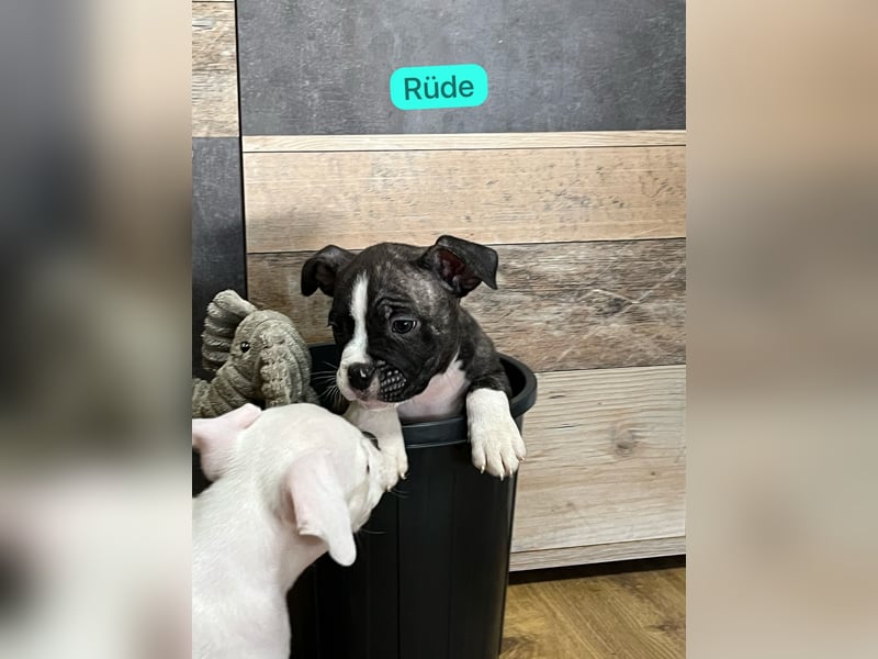 American Pocket Bully der  Extraklasse Very important Bully's    ( Über unsere Hunde )  Unsere Tiere