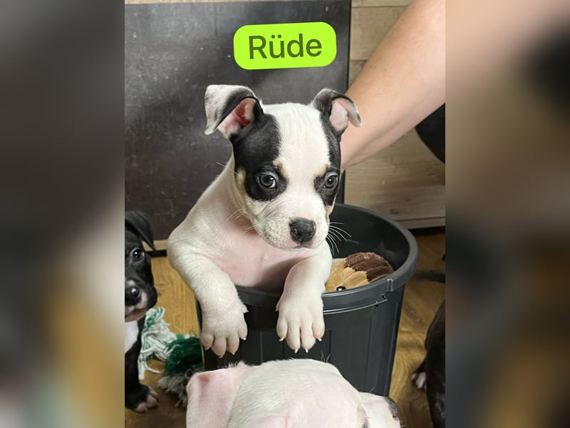 American Pocket Bully der  Extraklasse Very important Bully's    ( Über unsere Hunde )  Unsere Tiere