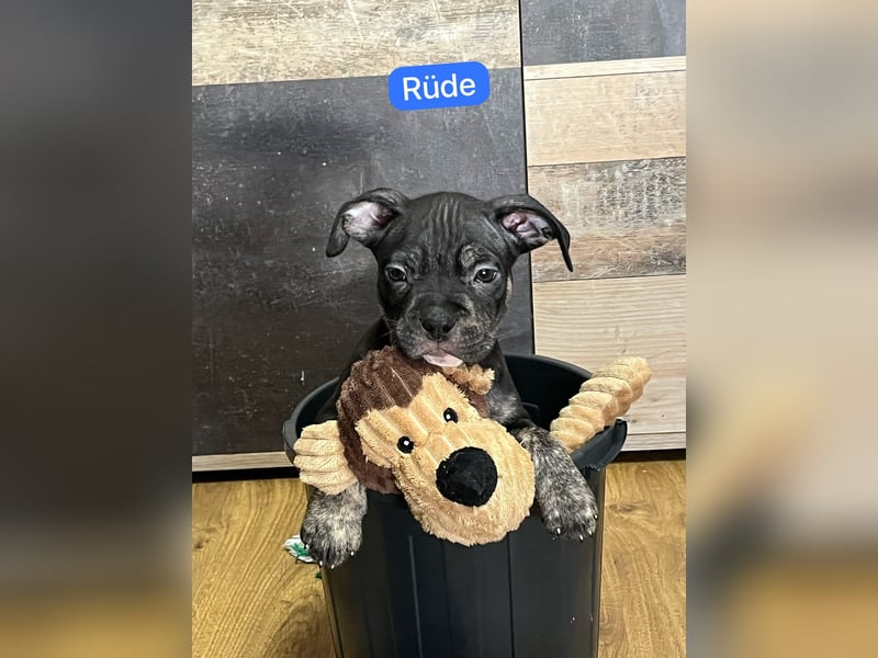 American Pocket Bully der  Extraklasse Very important Bully's    ( Über unsere Hunde )  Unsere Tiere
