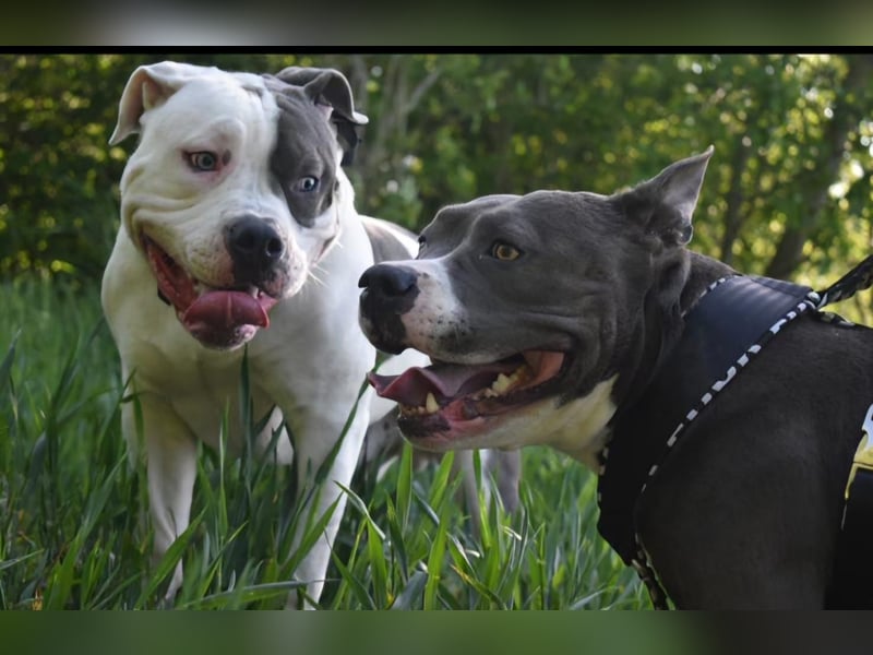 Hugo sucht ein neues Zuhause